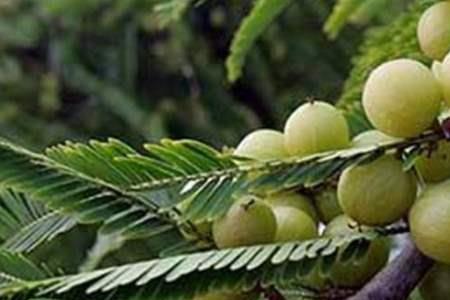 橄榄泡酒是切开好还是不切好