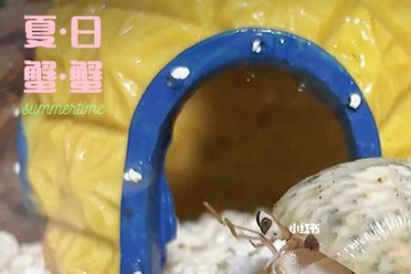 寄居蟹可以用普通泥土养吗