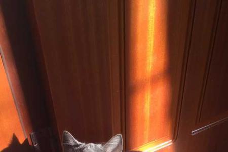 蓝猫母猫有蛋吗