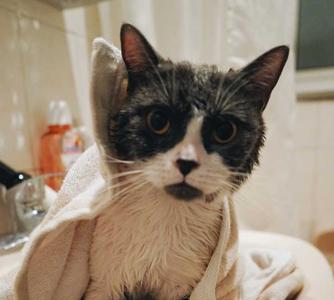 猫不洗澡用热毛巾擦擦可以吗