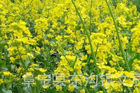 河南最好的油菜籽品种