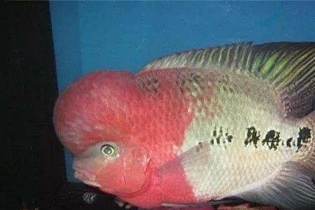 金花罗汉和珍珠罗汉哪个好养