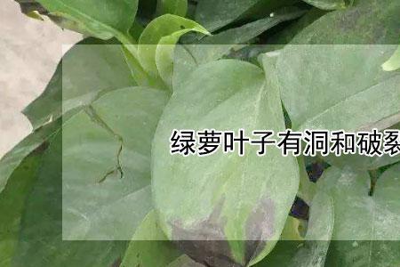 芝麻叶有洞是什么原因