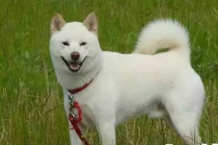训白柴犬的十句口诀