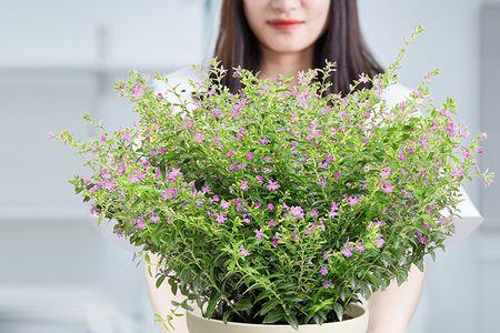 青玉满天星好吗