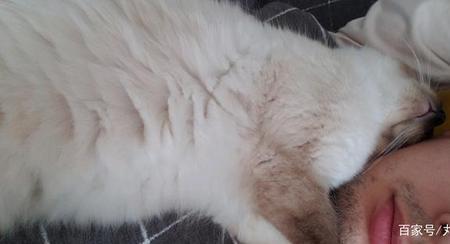猫的十天是人的多少天