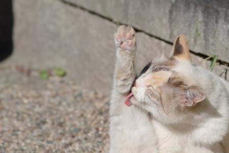 猫不舔人是什么原因