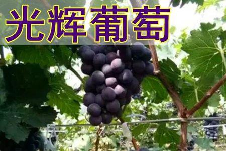 光辉葡萄优缺点