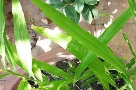 水培姜芽怎么种植