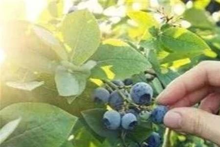 东北十大耐寒蓝莓品种