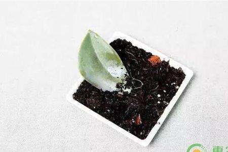 什么是植物的离体繁殖