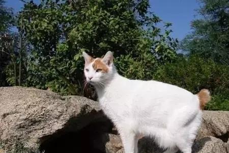 猫在古希腊象征什么