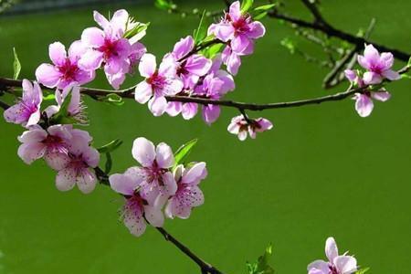 桃花中间细细的线是什么意思