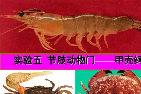 动物的种属科是怎么划分的