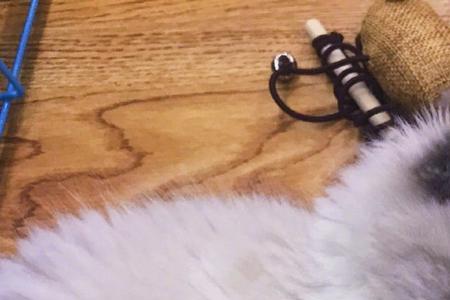 两个月布偶猫粮用泡吗