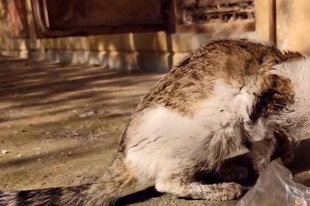 流浪猫身上粘了张纸怎么办