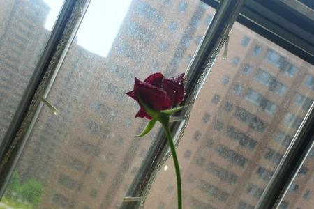 玫瑰花开一半就不开了什么原因