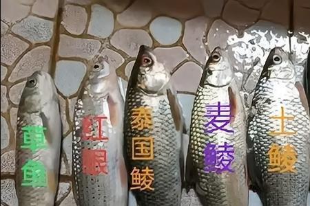 乌头与麦鲮的区别