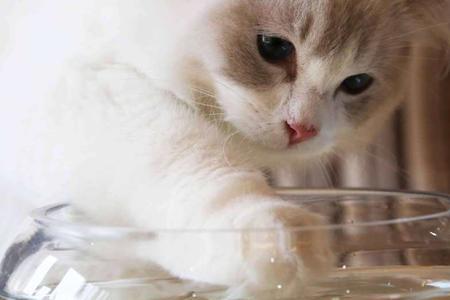 猫为啥不吃蛋清