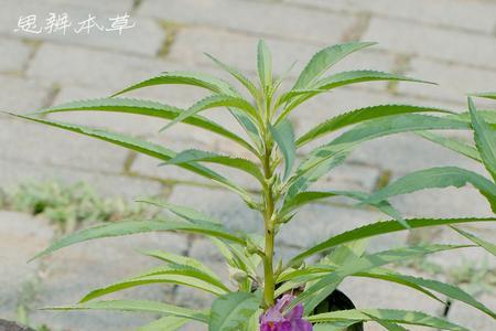 凤仙花根茎叶的样子