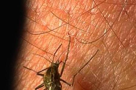 蚊子在古代的别称