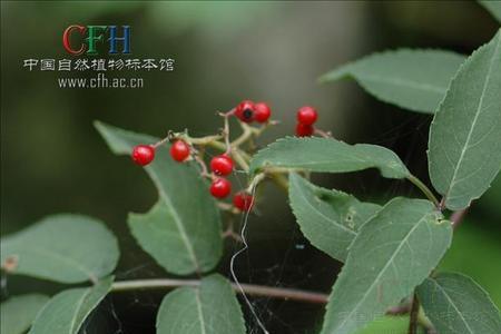 接骨木耐热吗