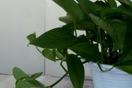 绿萝白天和晚上的特点