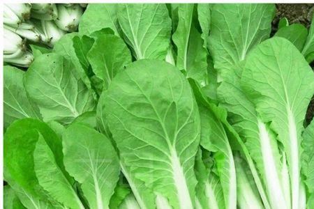 四季小白菜种植周期