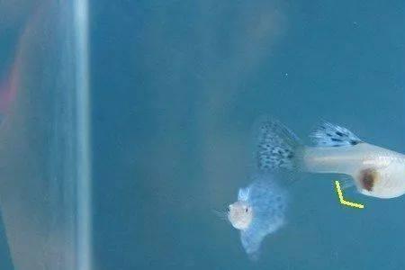 孔雀鱼可以用溪流砂吗