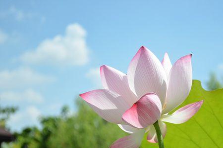 荷花代表着什么