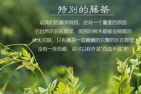 藤茶和莓茶的区别