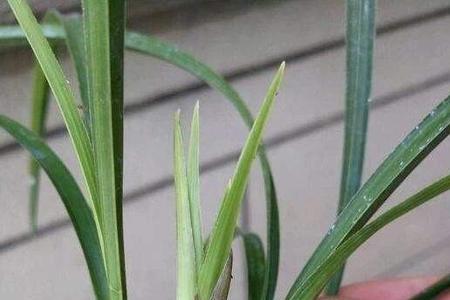 兰花出白色新芽怎么养护