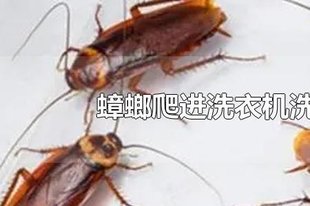 蟑螂可以通过存水弯爬出来吗
