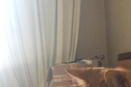 金虎斑和橘猫配出来是什么