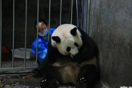 大熊猫点点为什么不展出
