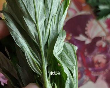 白杆和紫杆的艾草有什么区别