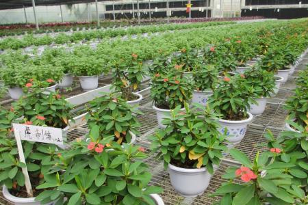 多盆栽花卉什么时候搬进温室