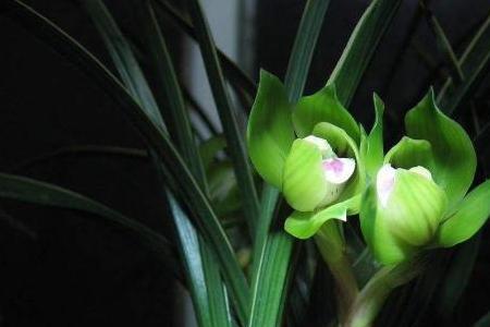 各品种兰花喜光情况