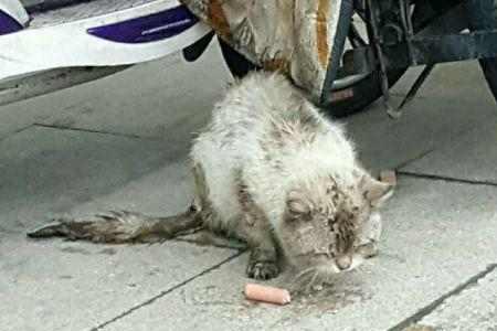 流浪猫自己会找吃的吗