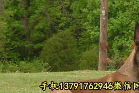 黄马与红马区别