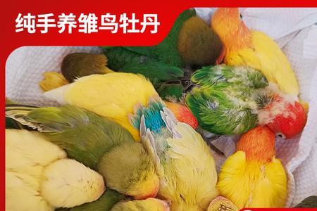 牡丹鹦鹉为什么晚上粘人