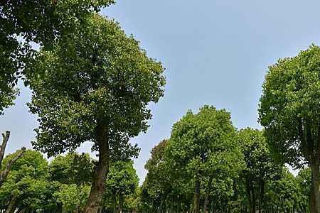 柯木和香樟木哪个好