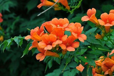 黄色凌霄花耐寒吗