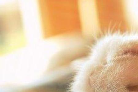 猫伸出爪子碰你什么意思