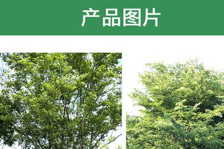 朴树最好嫁接什么树成活率高