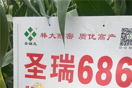 瑞普999玉米种子审定公告