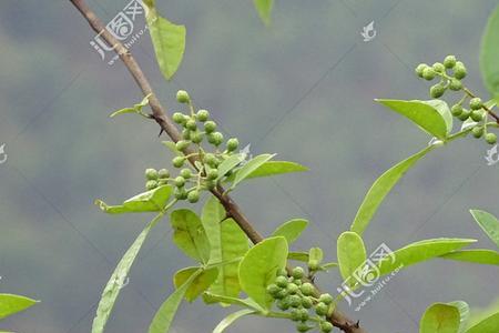 胡椒树和花椒区别