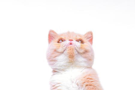 白底猫怎么样
