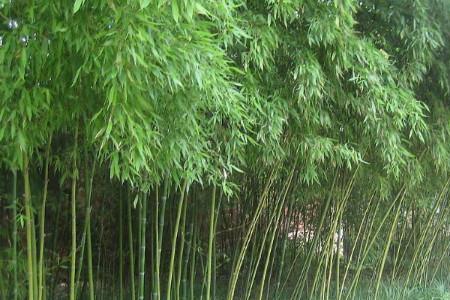 竹子致富方法