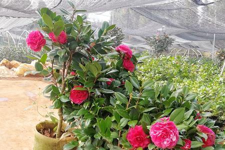 茶花靠接的优缺点